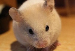 最新仓鼠皮肤爆料,萌动来袭，可爱指数爆表！